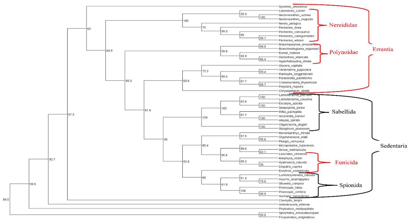 Figure 1. Phylogenetic Tree Based on CO1 Sequences. Bootstrap values are shown at branch points, indicating the reliability of the inferred relationships.